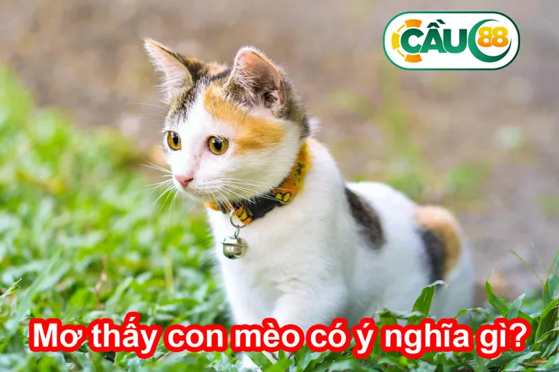 Ý nghĩa mơ thấy con mèo