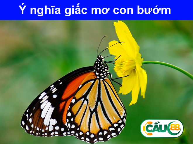 Tịch số đề con bươm bướm